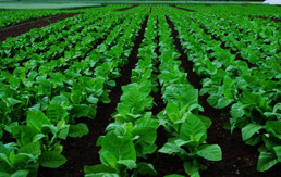 Diagnosing Fungus Infection in Tobacco Crops with Spectrophotometry