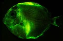 Glow Baby Glow: Biofluorescence vs. Bioluminescence