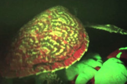 World's First Bioflourescent Turtle Spotted