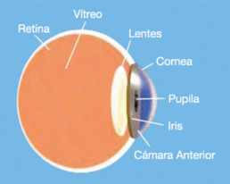 Percepción del color: Sección transversal del ojo humano