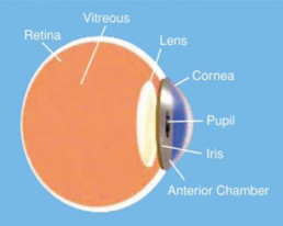 Color Perception: Human Eye Cross Section