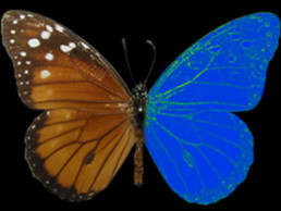Visión del Color De Las Mariposas